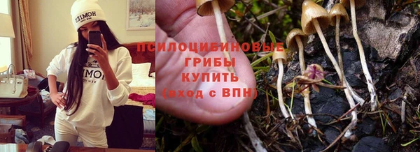 прущие грибы Абдулино